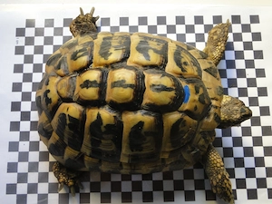 Griechische Landschildkröten Bild 9