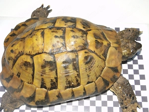 Griechische Landschildkröten Bild 10