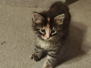 Maine Coon Kitten 