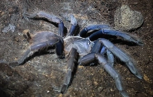 0.1 Chilobrachys spec blue Vietnam subadult