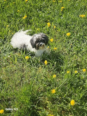 Maltipoo-Hündin sucht....