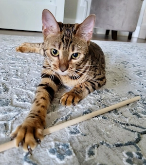 Niedliche Bengal-Kätzchen! Kontaktieren Sie uns per WhatsApp unter: 015777944807