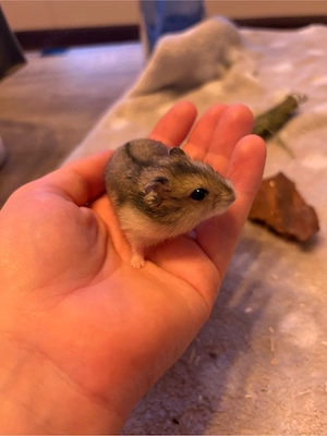 Hamster Zwerghamster