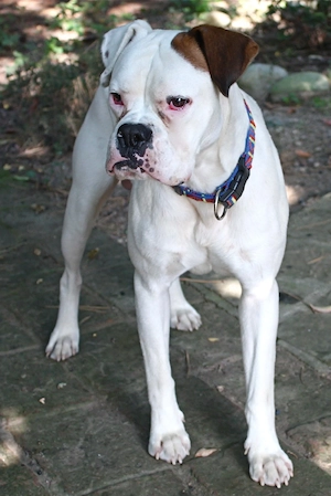 Deutscher Boxer