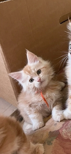 Maine coon kitten eltern haben stammbau