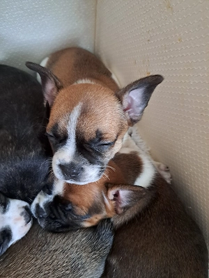 Französiche Bulldogge mix welpen