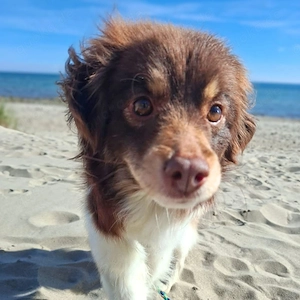Verschmuste aber unerfahrene Amika wartet in 23769 Fehmarn. Bild 2