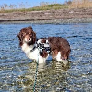 Verschmuste aber unerfahrene Amika wartet in 23769 Fehmarn. Bild 5