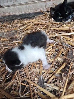 EKH Kater 4 Wochen 