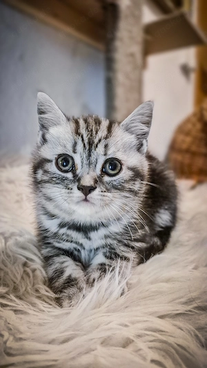 Noch 1 BKH-Junge im Whiskas-Look (Black-Silver-Tabby-Classic) abzugeben