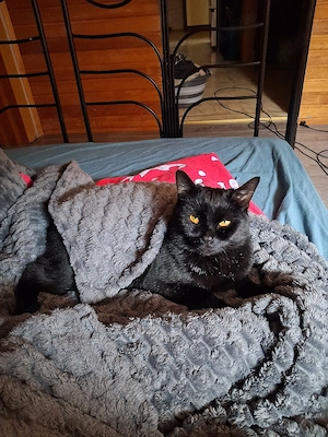 3 Katzen 2 Russische blau mädels 4jahre und 1bub mischling 1.9 jahr mooncoon  Bild 7