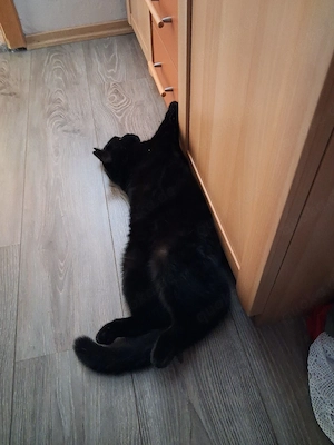 3 Katzen 2 Russische blau mädels 4jahre und 1bub mischling 1.9 jahr mooncoon  Bild 4