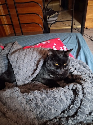 3 Katzen 2 Russische blau mädels 4jahre und 1bub mischling 1.9 jahr mooncoon  Bild 5