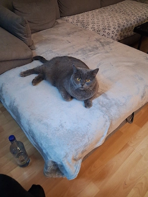 3 Katzen 2 Russische blau mädels 4jahre und 1bub mischling 1.9 jahr mooncoon  Bild 2