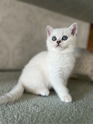Reinrassige BKH Kitten mit blauen Augen