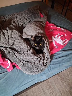 3 Katzen 2 Russische blau mädels 4jahre und 1bub mischling 1.9 jahr mooncoon  Bild 6