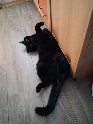 3 Katzen 2 Russische blau mädels 4jahre und 1bub mischling 1.9 jahr mooncoon  Bild 3