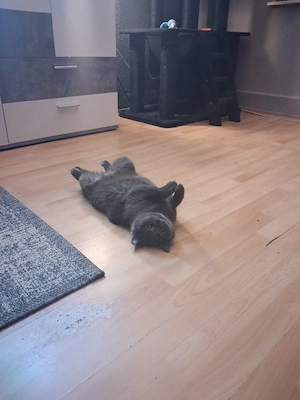 3 Katzen 2 Russische blau mädels 4jahre und 1bub mischling 1.9 jahr mooncoon 