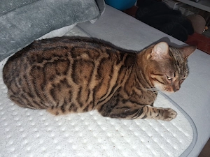 Bengal Duo Mutter & Tochter Bild 6