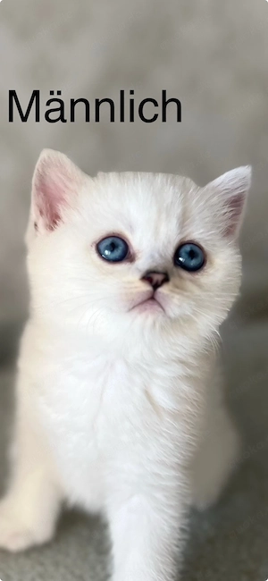 Reinrassige BKH Kitten mit blauen Augen