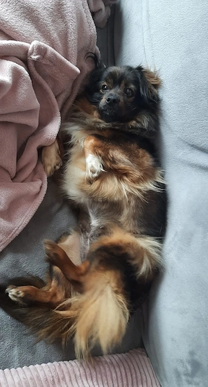 Kleine Prinzessin sucht Bild 5