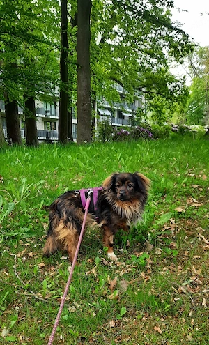 Kleine Prinzessin sucht Bild 6
