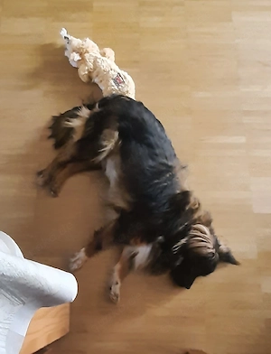 Kleine Prinzessin sucht Bild 4