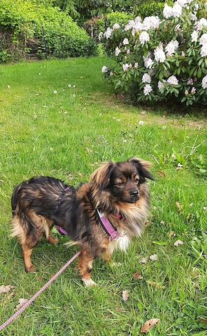 Kleine Prinzessin sucht Bild 3