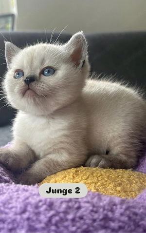 BKH Kitten * Nur noch 3*