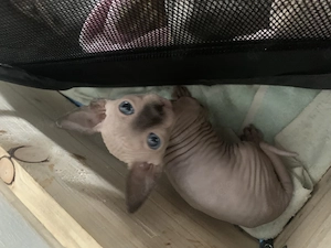 Spynks Kitten 