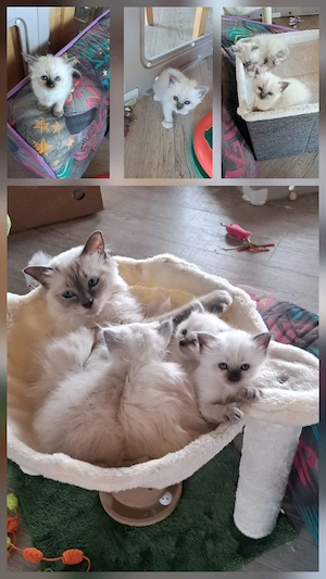 Heilige Birma Kitten