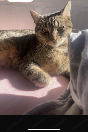 Süße mischlinks Katze sucht ein liebevolles zu Hause 