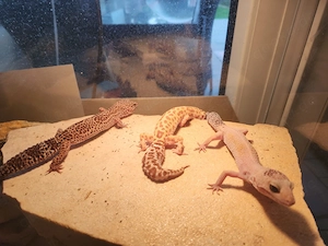 3 wunderschöne adulte Leopardgecko -Weibchen abzugeben.