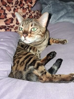 Bengal Duo Mutter & Tochter Bild 7
