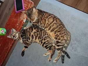 Bengal Duo Mutter & Tochter