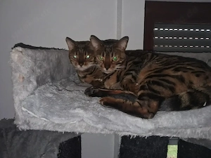 Bengal Duo Mutter & Tochter Bild 2