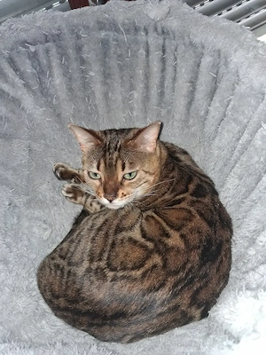 Bengal Duo Mutter & Tochter Bild 8