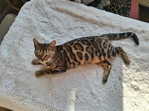 Bengal Duo Mutter & Tochter Bild 4