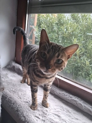 Bengal Duo Mutter & Tochter Bild 5