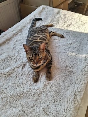 Bengal Duo Mutter & Tochter Bild 3