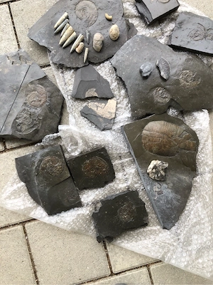 Versteinerungen Fossilien
