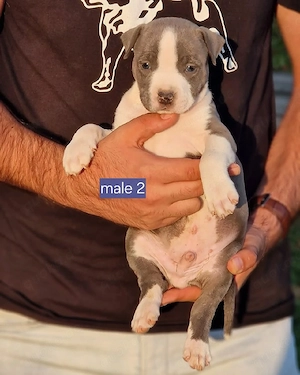 Liebenswerter Hund zu verkaufen   gesund, intelligent und ein toller Begleiter Bild 2