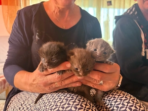 BKH Babys suchen ein neues Zuhause
