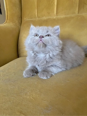 britisch kurzhaar kitten