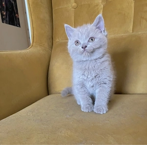 britisch kurzhaar kitten