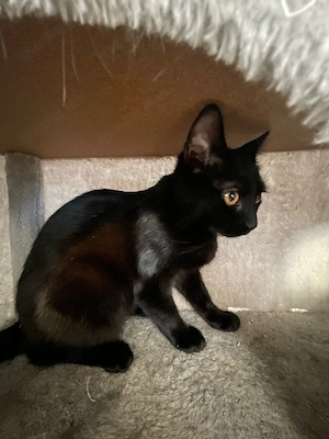 2 Katze zum verkaufen 
