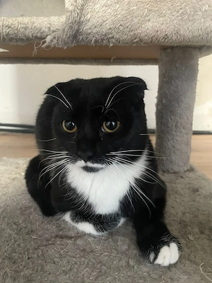 2 Katze zum verkaufen  Bild 2