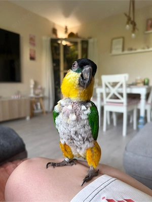 Weißbauchpapageien Grünzügel