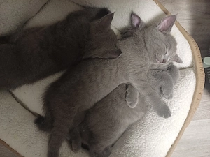 Babykatze russisch blau kitten reinrassige 