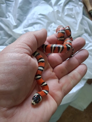 Lampropeltis pyromelana